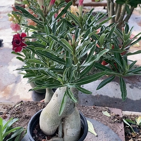 【闪购商品】无花朵用****5