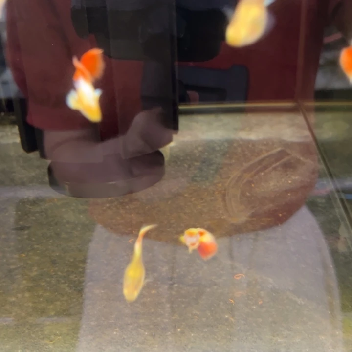 孔雀鱼圣诞球一对