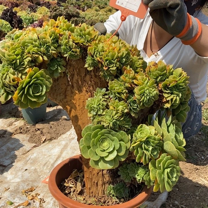 妞*836绿羊绒缀化老桩
