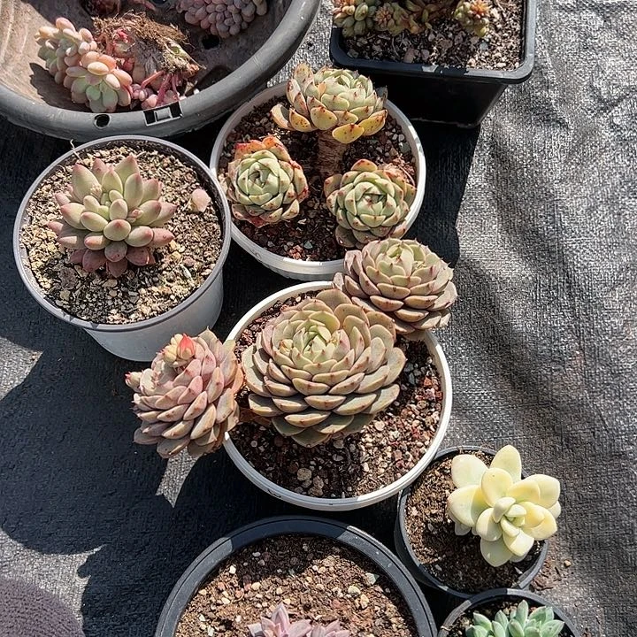 【闪购商品】下播福利