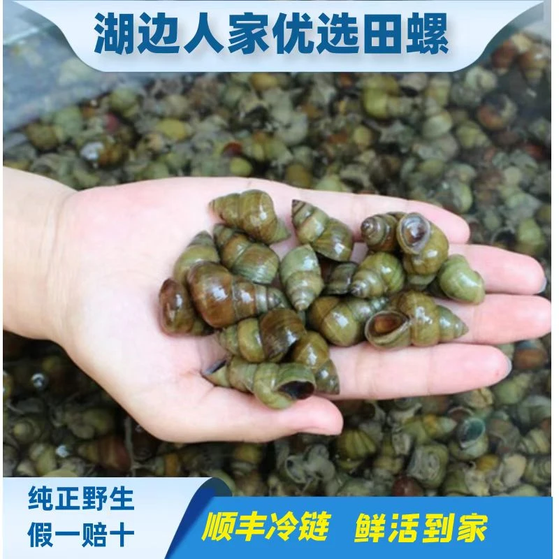 微山湖清水田螺田螺肉螺蛳鲜活顺丰包邮到家