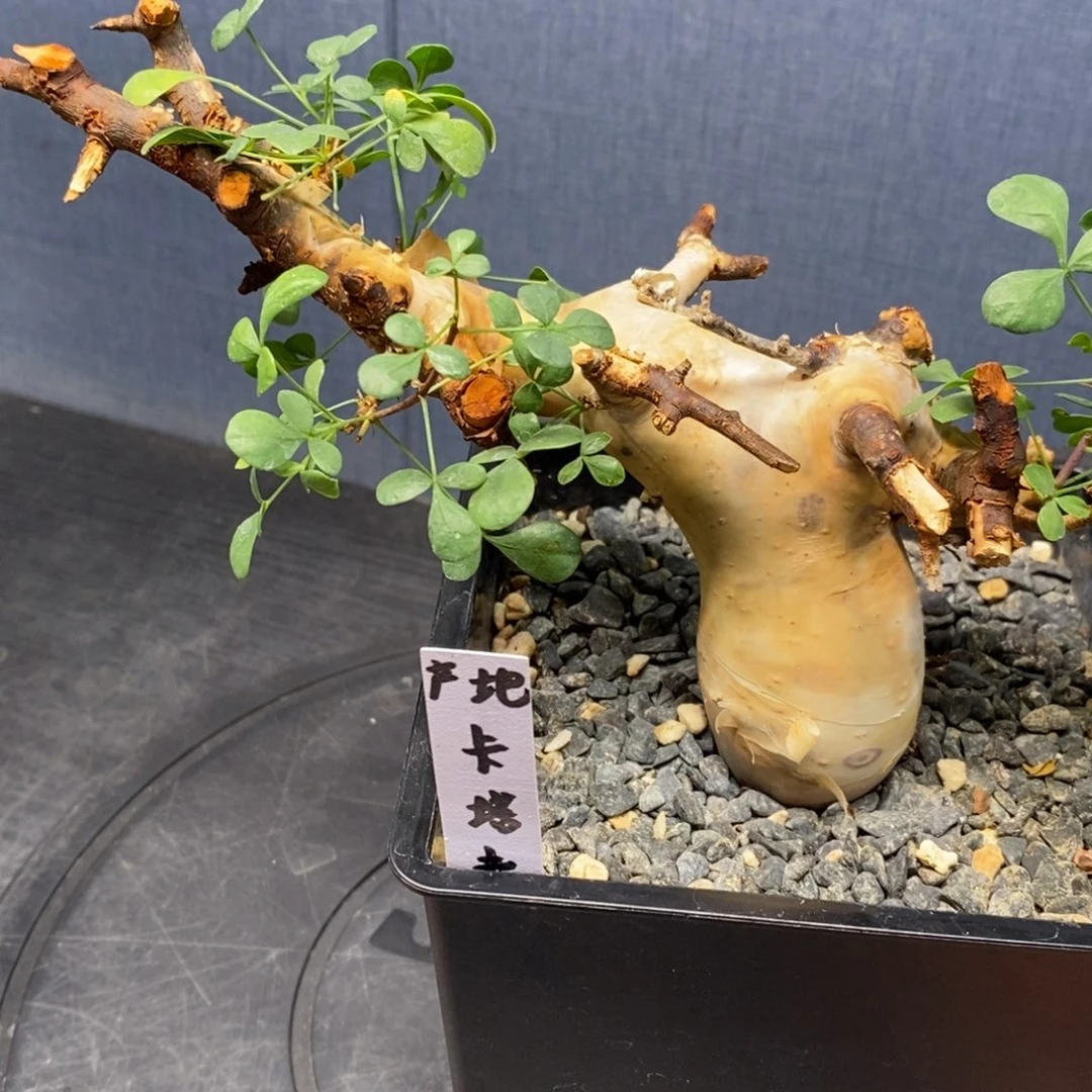孤****正白皮卡塔夫产地熟桩