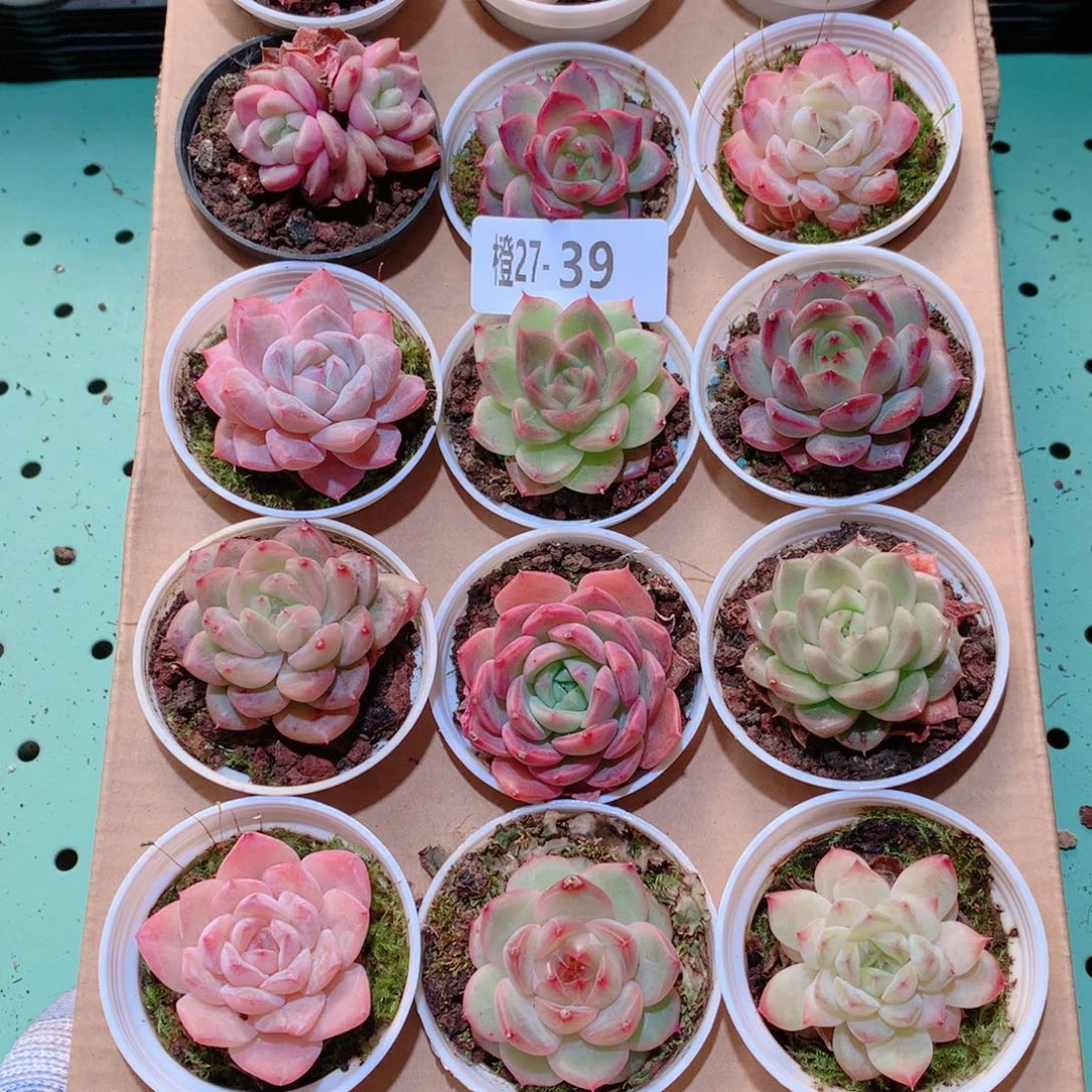 27-39一物一拍多肉带盆18颗