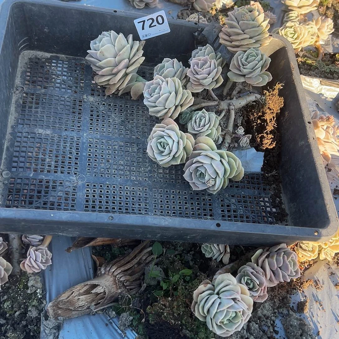 人**态720不售后可爱