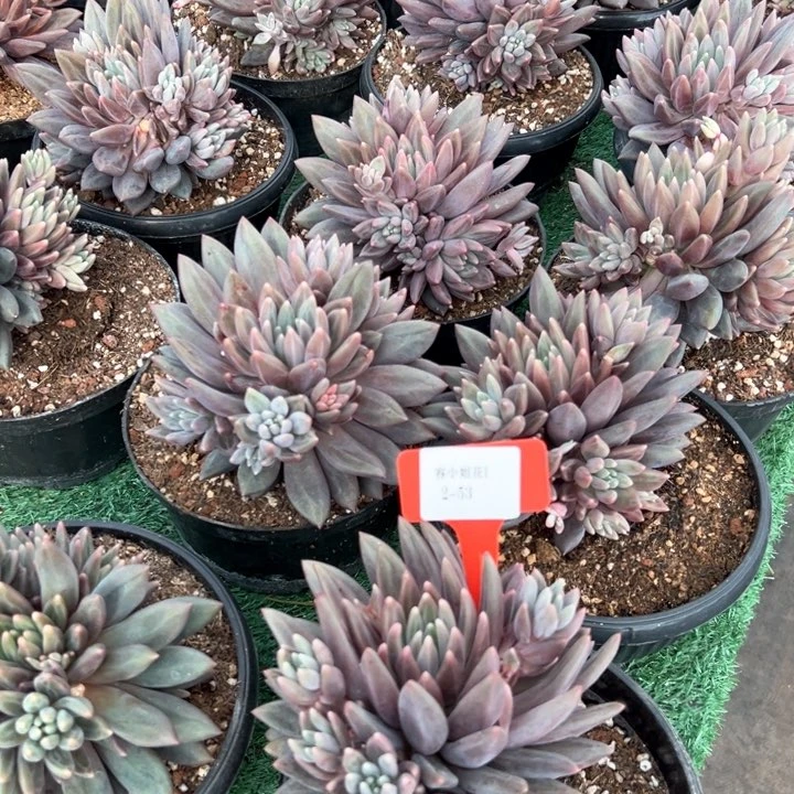 2.53紫惊美人一个脱土