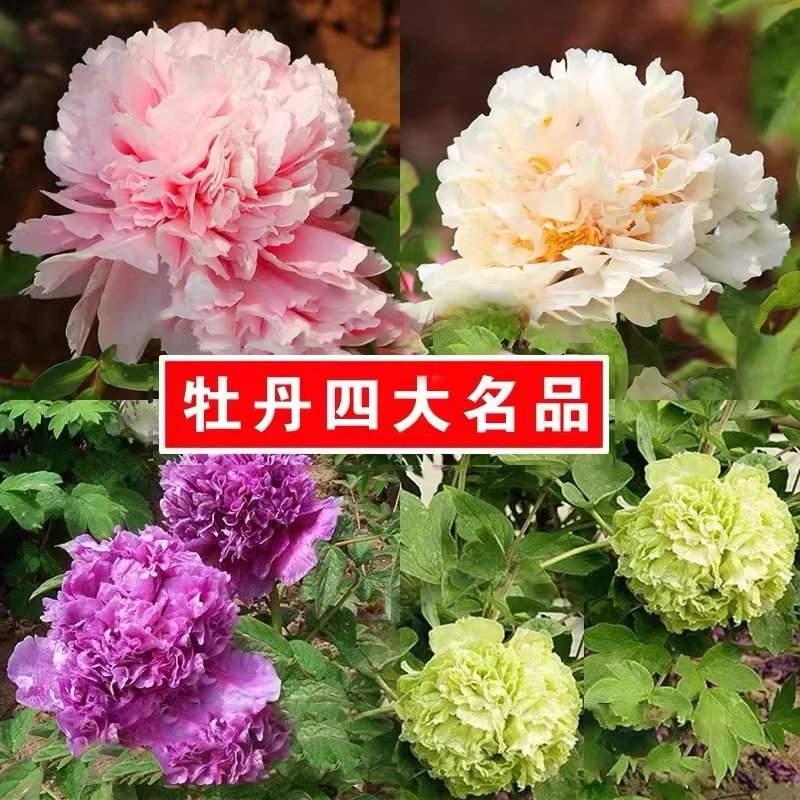 正宗洛阳牡丹花苗大苗花卉植物客厅花易活好养盆栽庭院牡丹花树苗