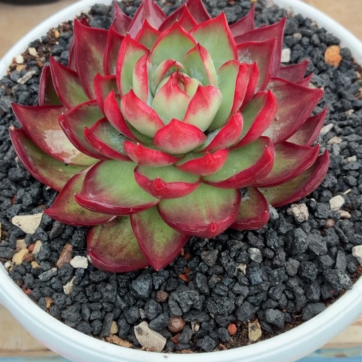 多肉植物惊鸿仙子