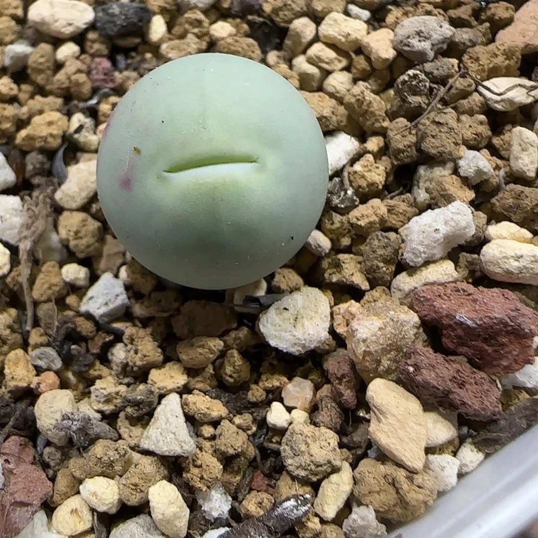 11.18。        鸽子蛋。     2047