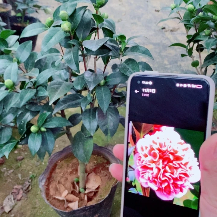 完全开放志愿者茶花