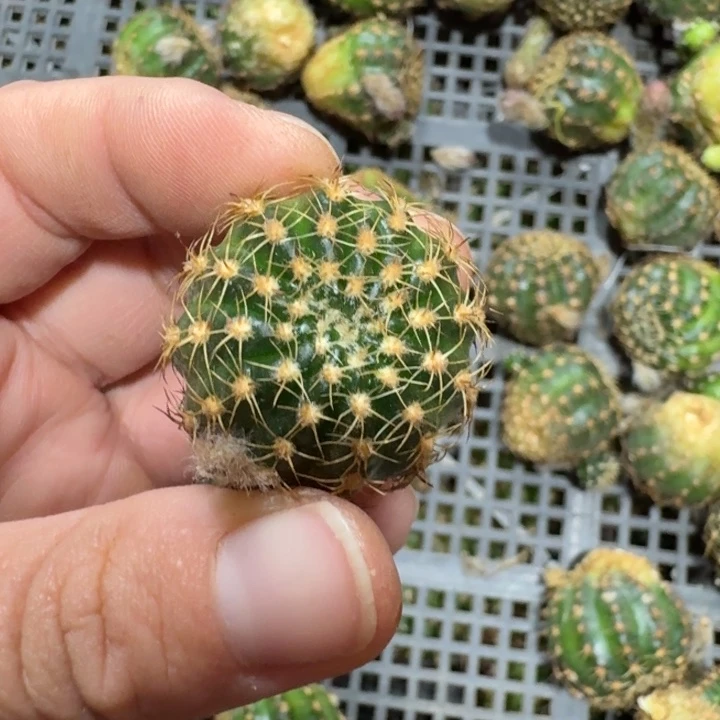 371丽77歪无根侧牙3公分左右，20包邮