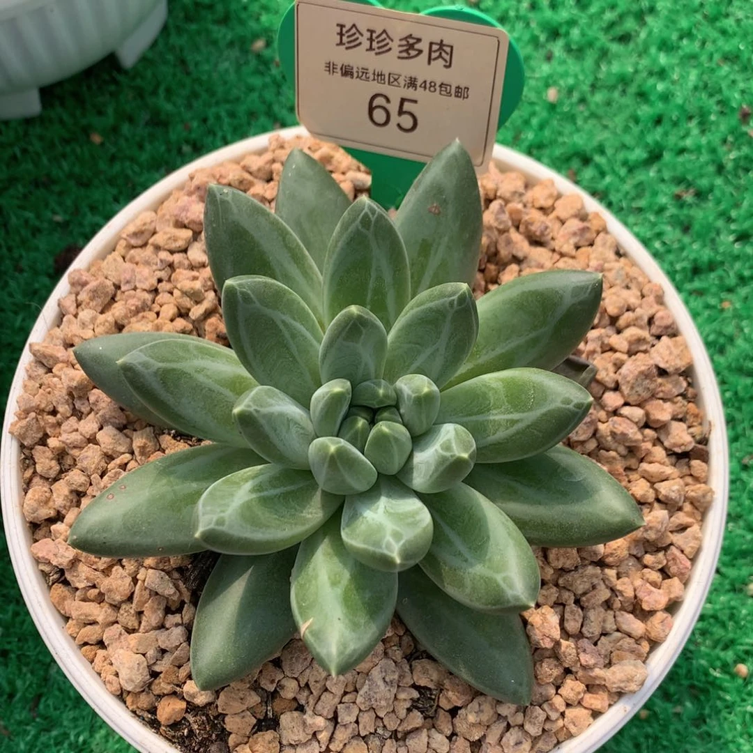 胖体青花瓷单头65