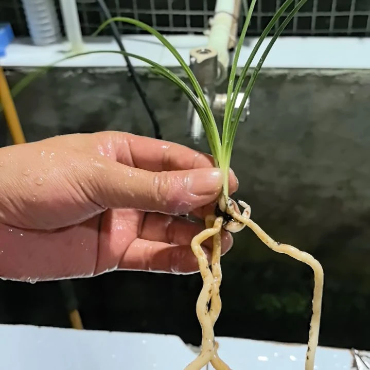 完全开放蕙兰天青素龙头苗中等苗