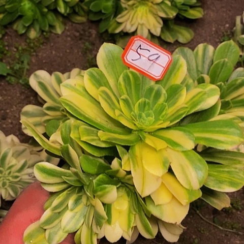 七彩琉璃法师捧花59