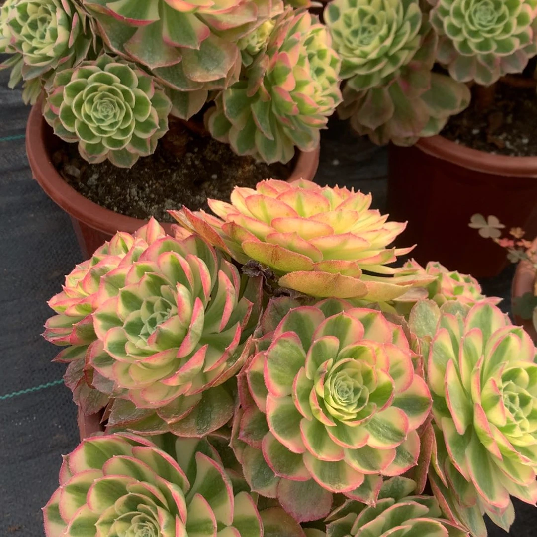 粉钻—19.9朵朵朵朵朵朵朵朵