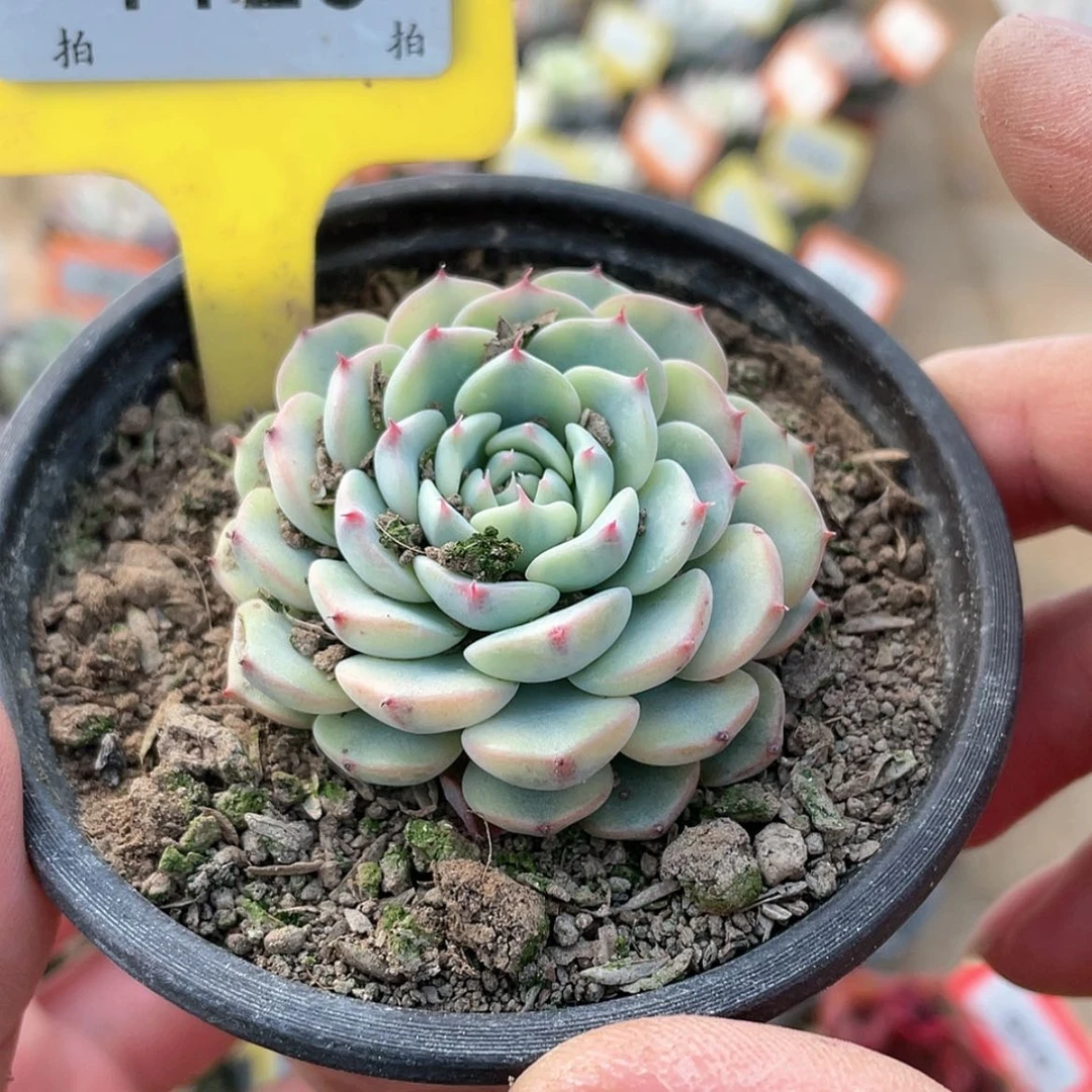 【闪购商品】1120号