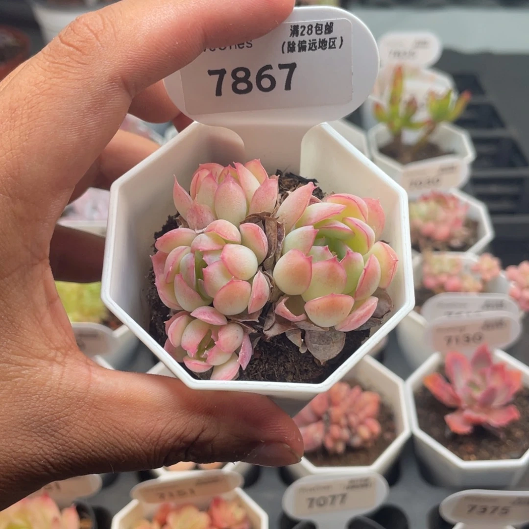 7867橙子冰5.0厘米