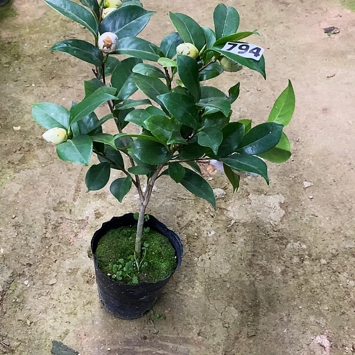 白乔。     794。