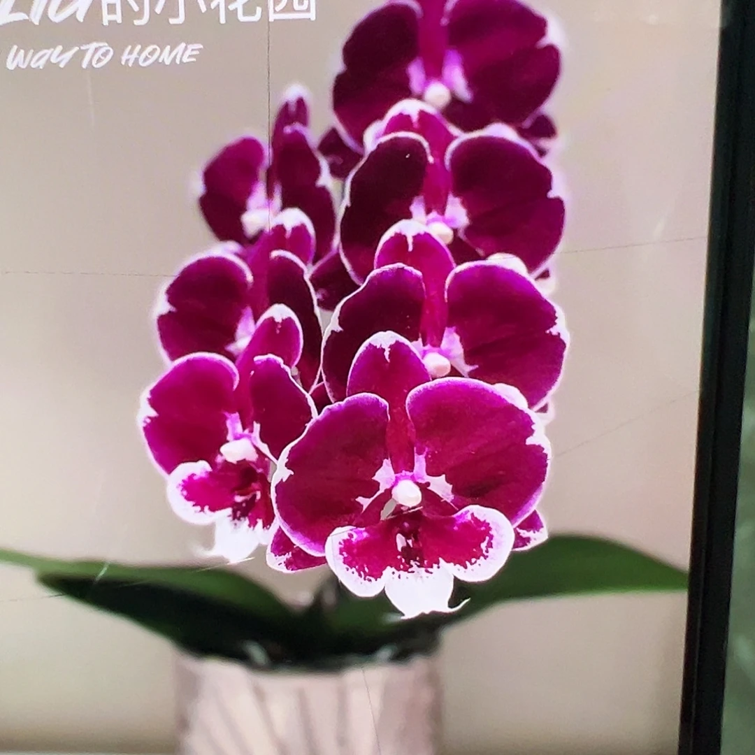 当前无花栽培后可以开花黑天鹅大苗凑单发货一颗不发货