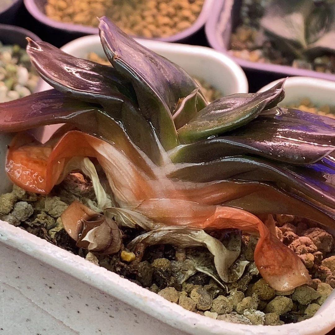 不带盆脱土裸根发货