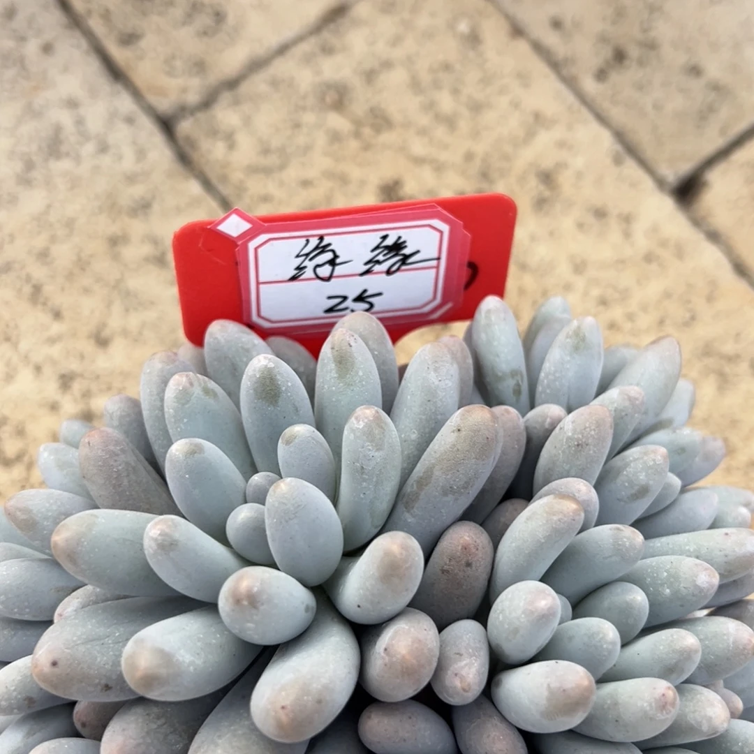 缘***缘缘缘25。