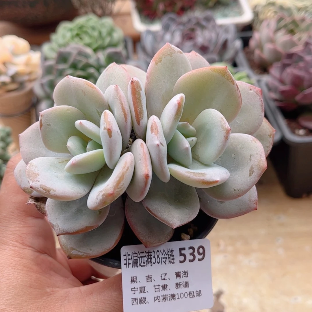 539奶茶德华多肉