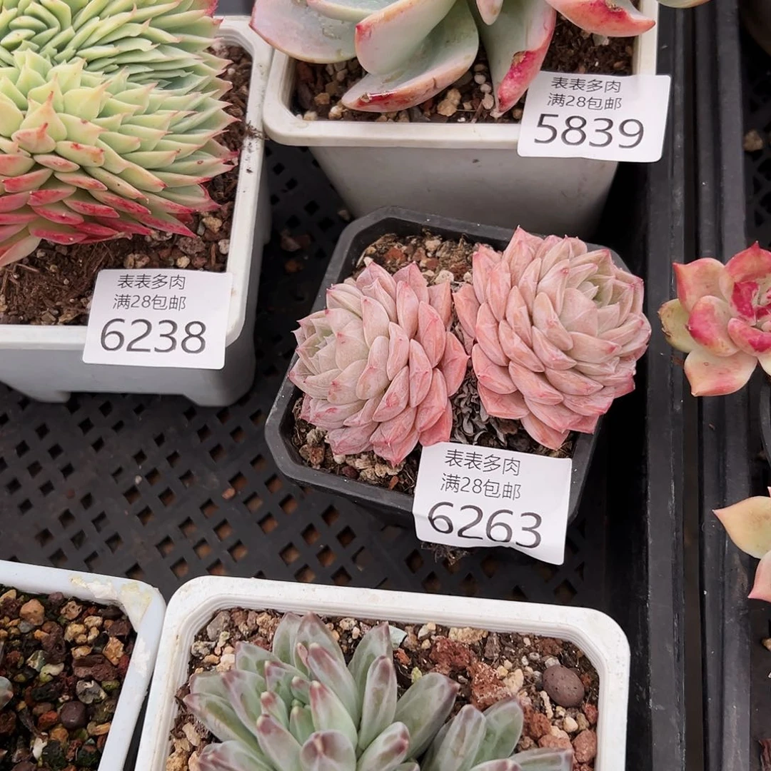 9号超****。我们的确是一个很6263