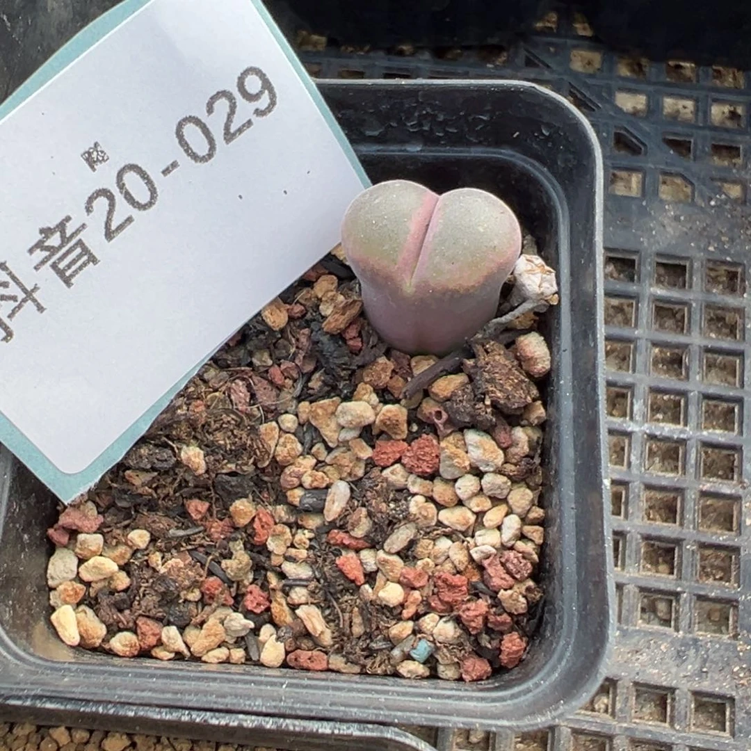20-29紫焰风铃母本多肉