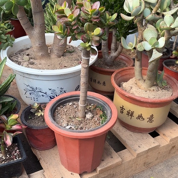 ^***！当前无花栽培后可以开花姬红19.8