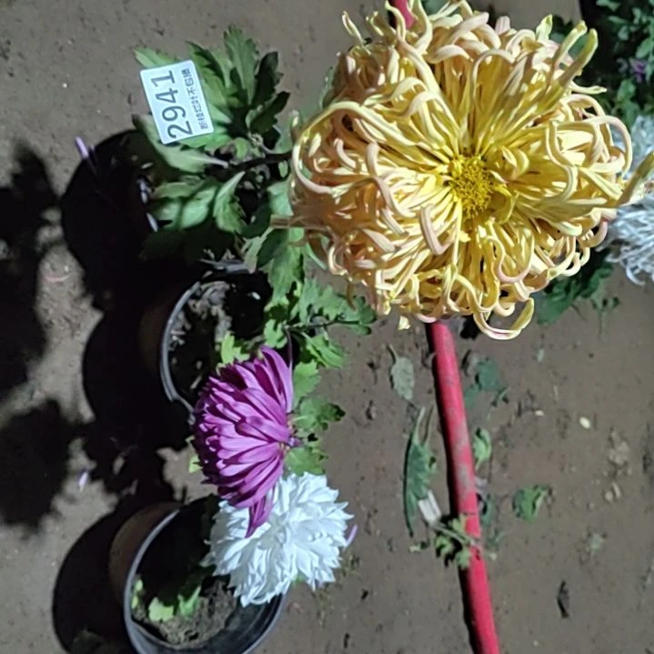 完全开放土球发货一物一拍剪花发货无售后2941