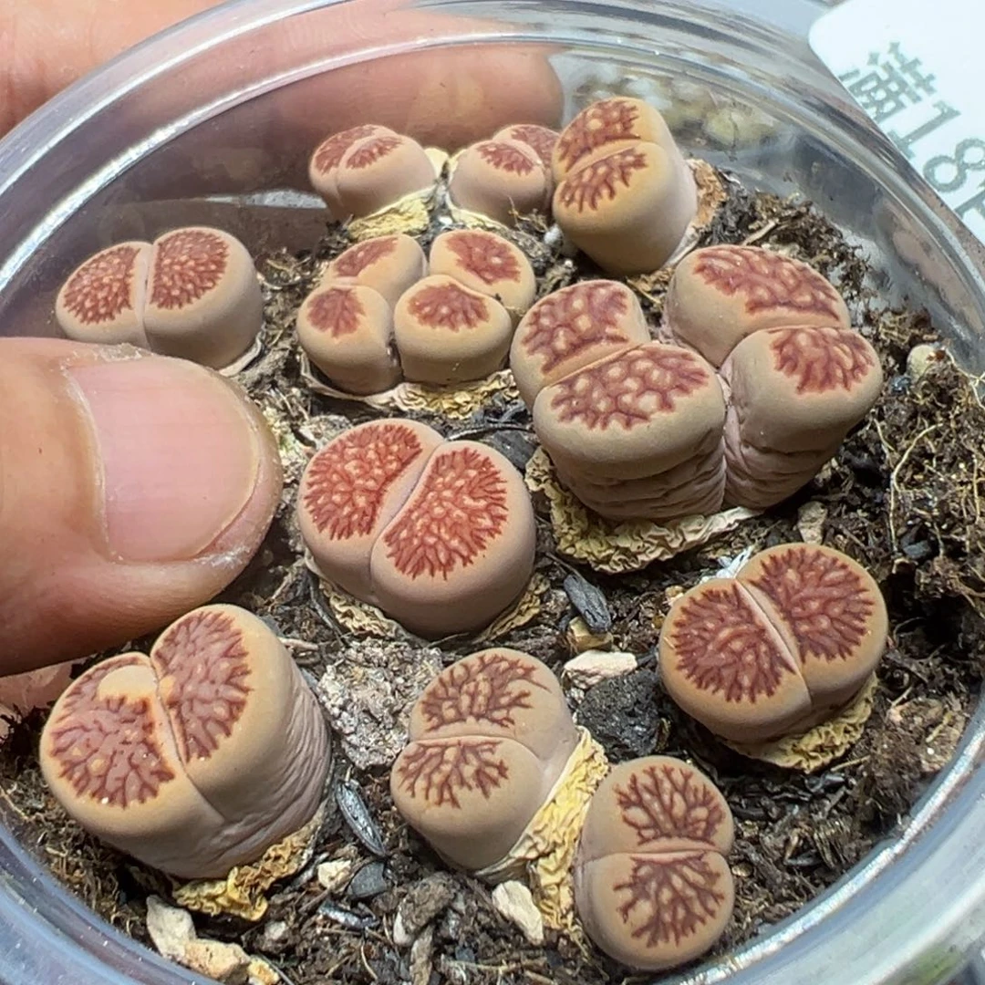 【闪购商品】 440。