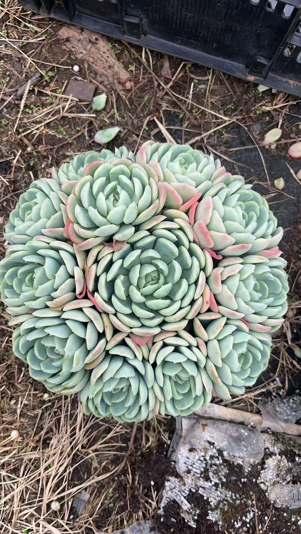 大群贝瑞 亮哥精选 多肉植物绿植盆栽 易养活