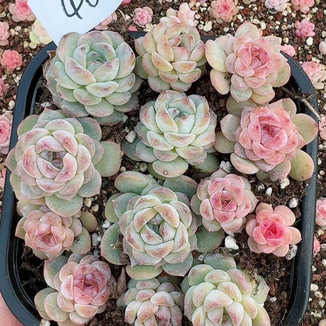 杂交新品珍妮多肉46