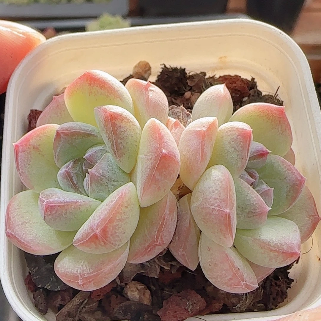多肉0917--53樱花梦