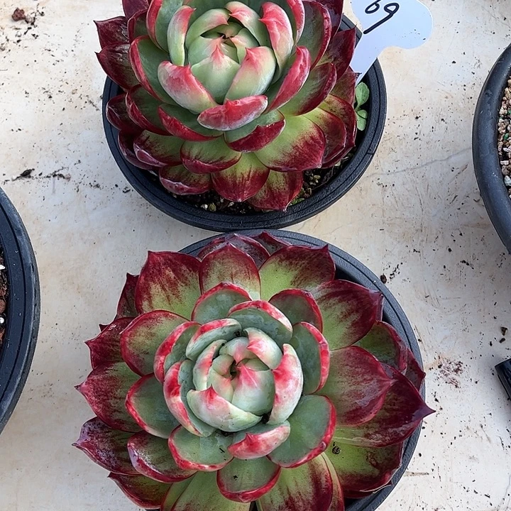 惊鸿仙子一物一拍