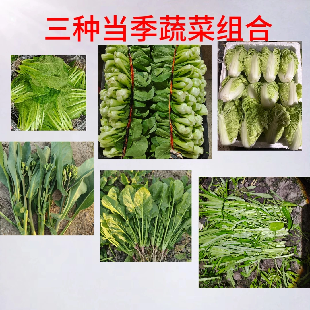 【3种当季蔬菜组合装-省内顺丰包邮】潮汕本地新鲜农家菜包邮到家