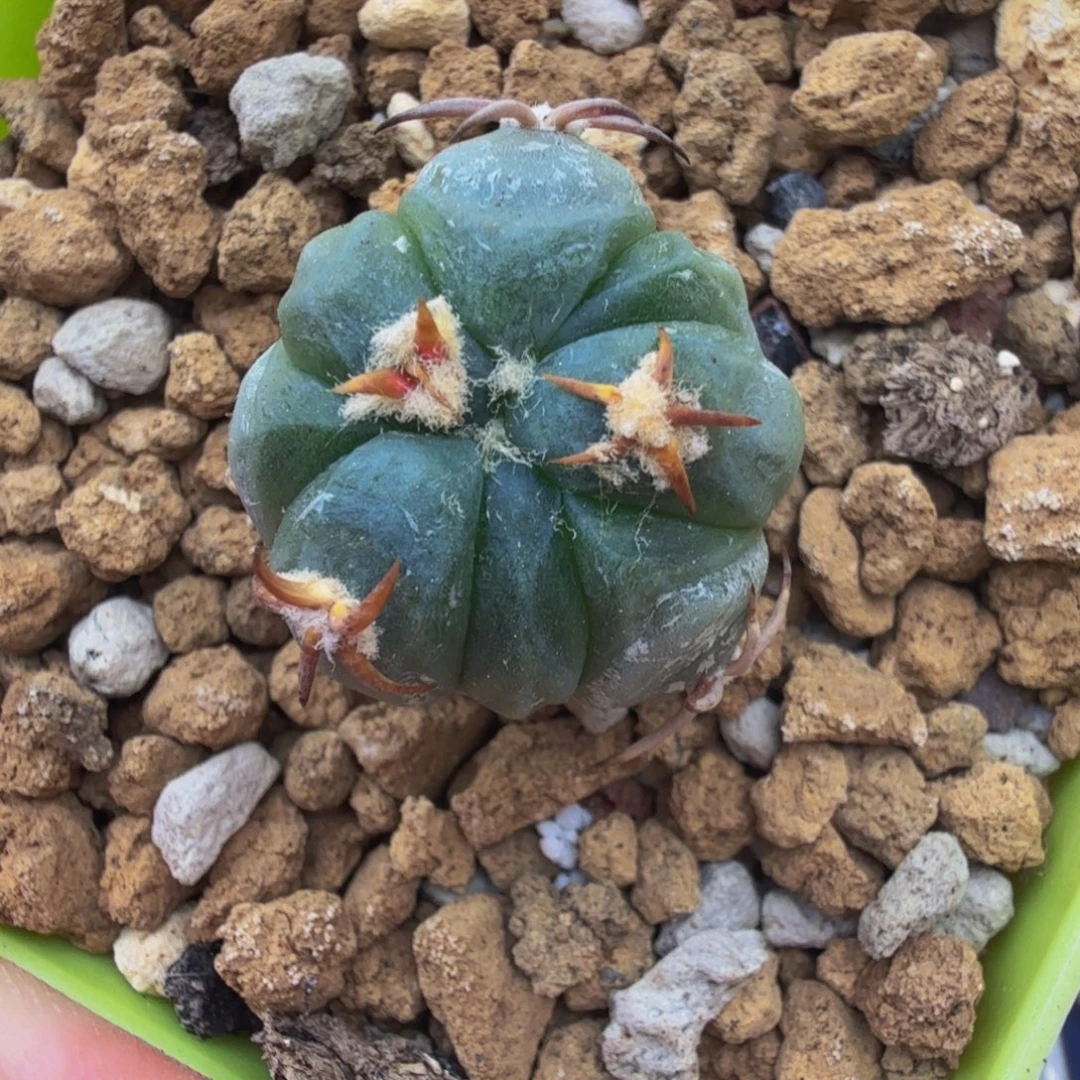 石***玩石头哥专拍 实生花王