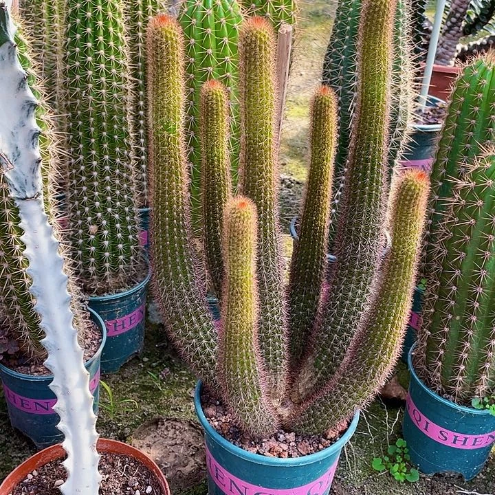 简***单完全开放黄金妞一盆