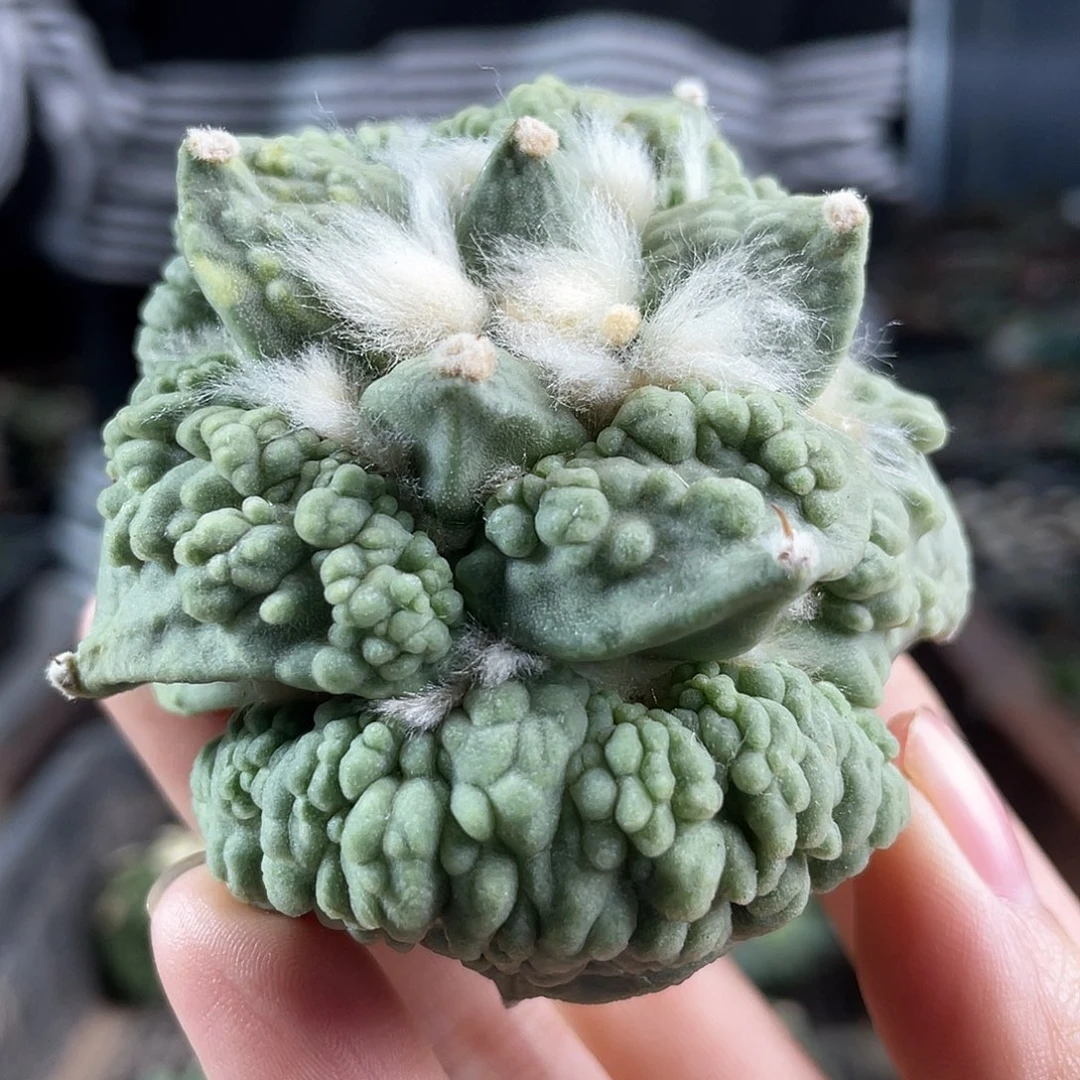 11号7cm超宽尤村主怒涛