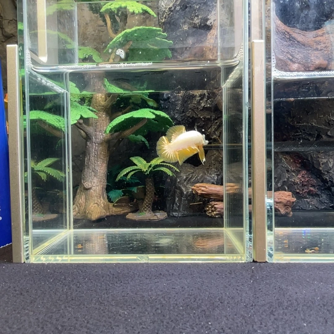 斗鱼十二月七日竞价