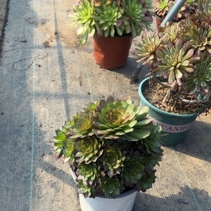 64红魔多肉多肉多肉