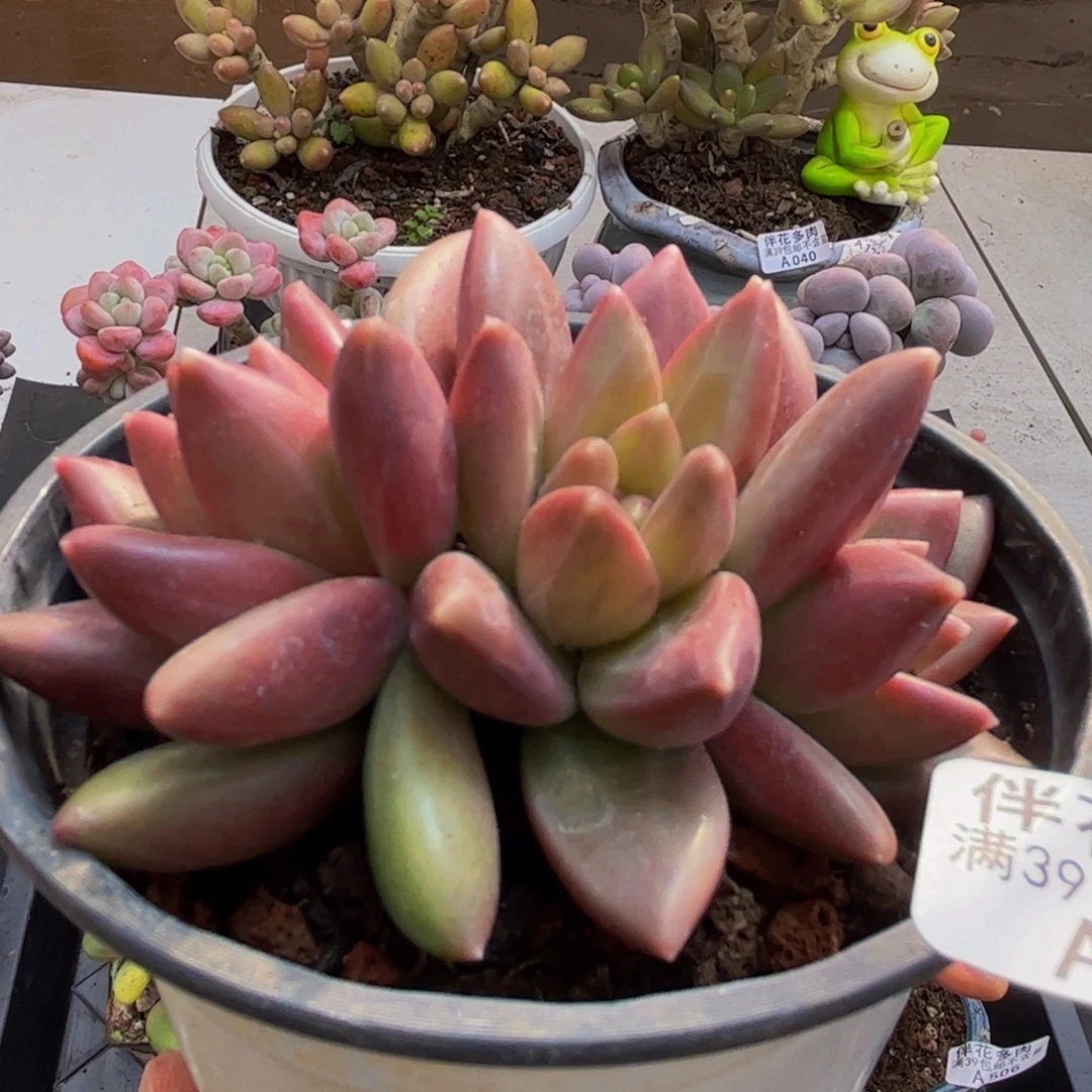 560/8cm迷雾泡泡多肉植物