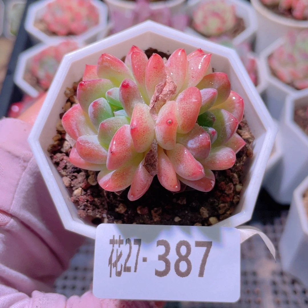 花利美27-387刚毅