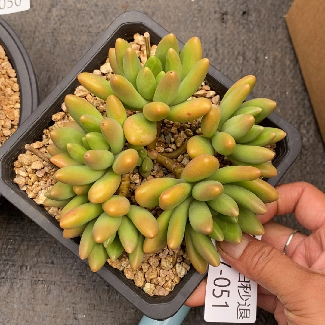 勿秒拍秒退 917-061鲸落