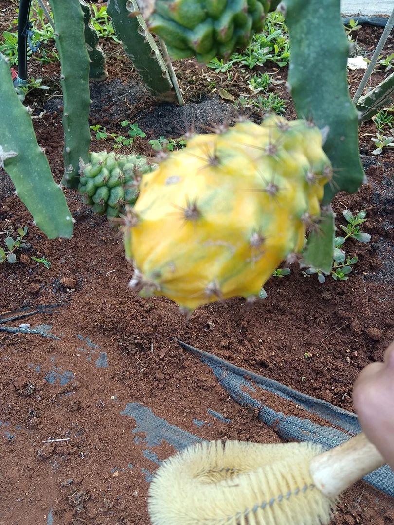 燕窝火龙果燕窝果