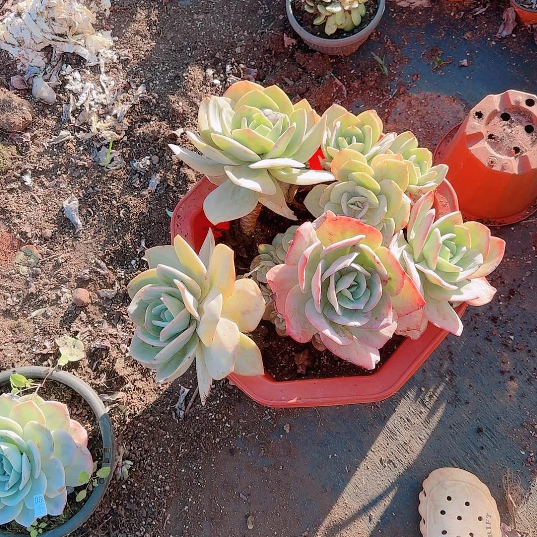 :***见发物流不包邮包邮包邮