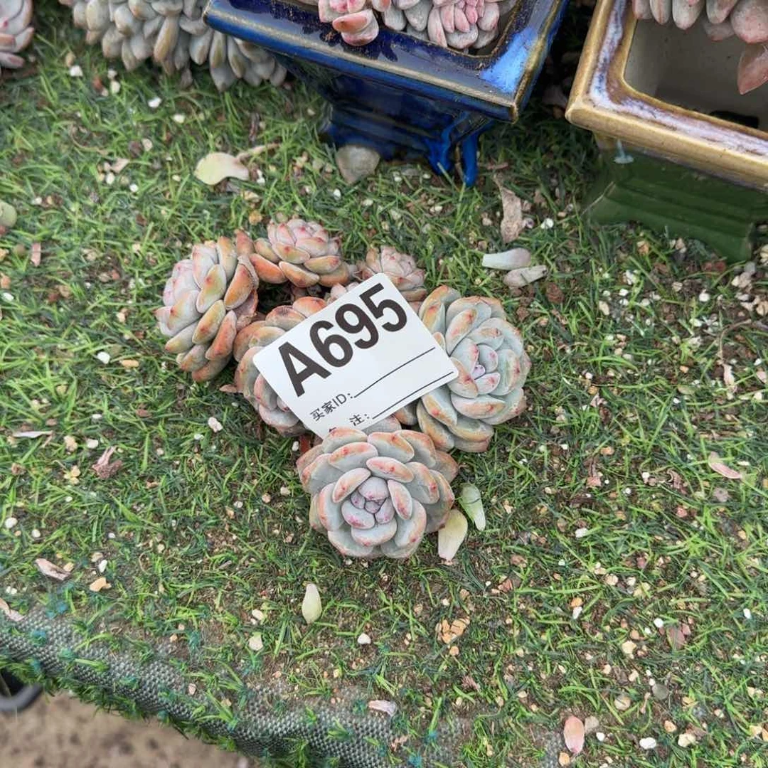 石榴籽有瑕疵呀呀呀呀