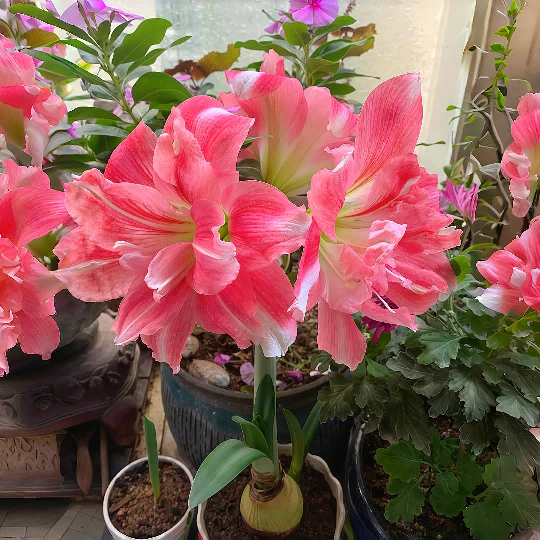 【不对包赔】重瓣朱顶红种球植物进口花卉客厅绿植盆栽好养活浓香型