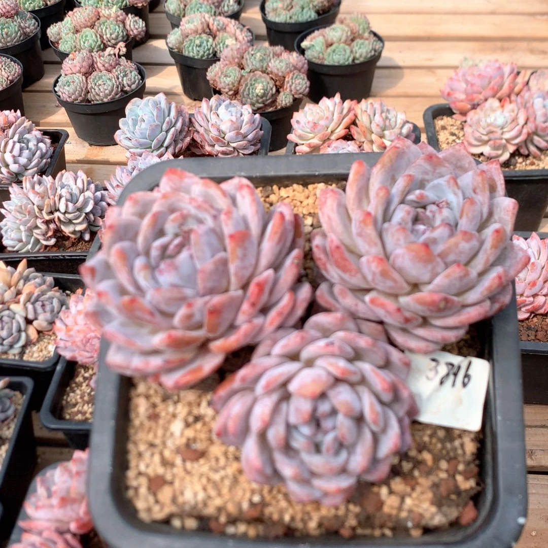 18.5厘米三头有砍老庄溏心梦露六年3896