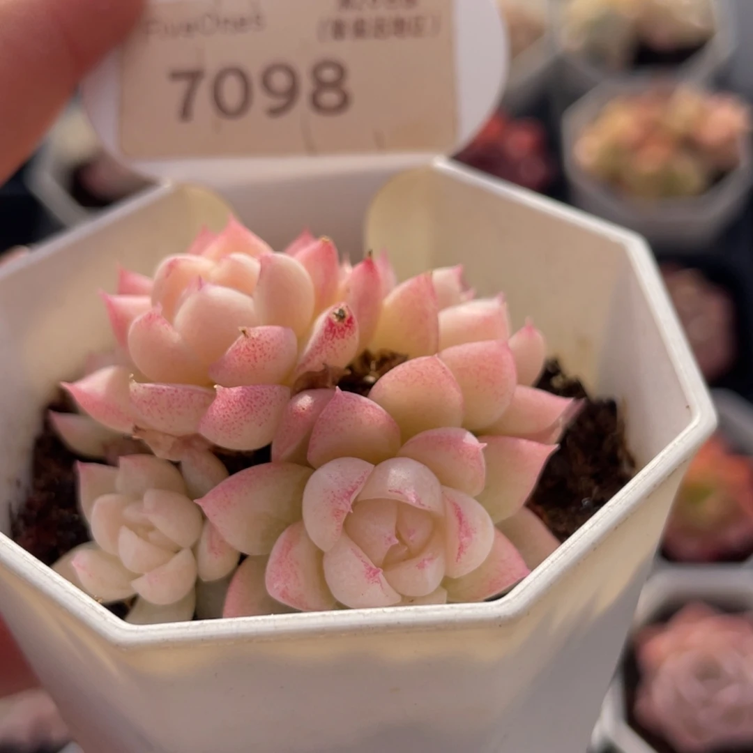 女王7098-5.5厘米