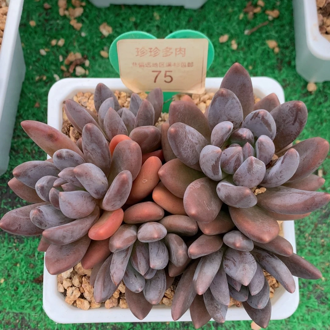 黑加仑无砍平头75